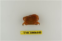 藏品(平額石扇蟹)的圖片